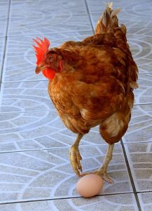 Chicken-Cowardly-Animal-Egg-Protein-Free-Image-Eat-5048