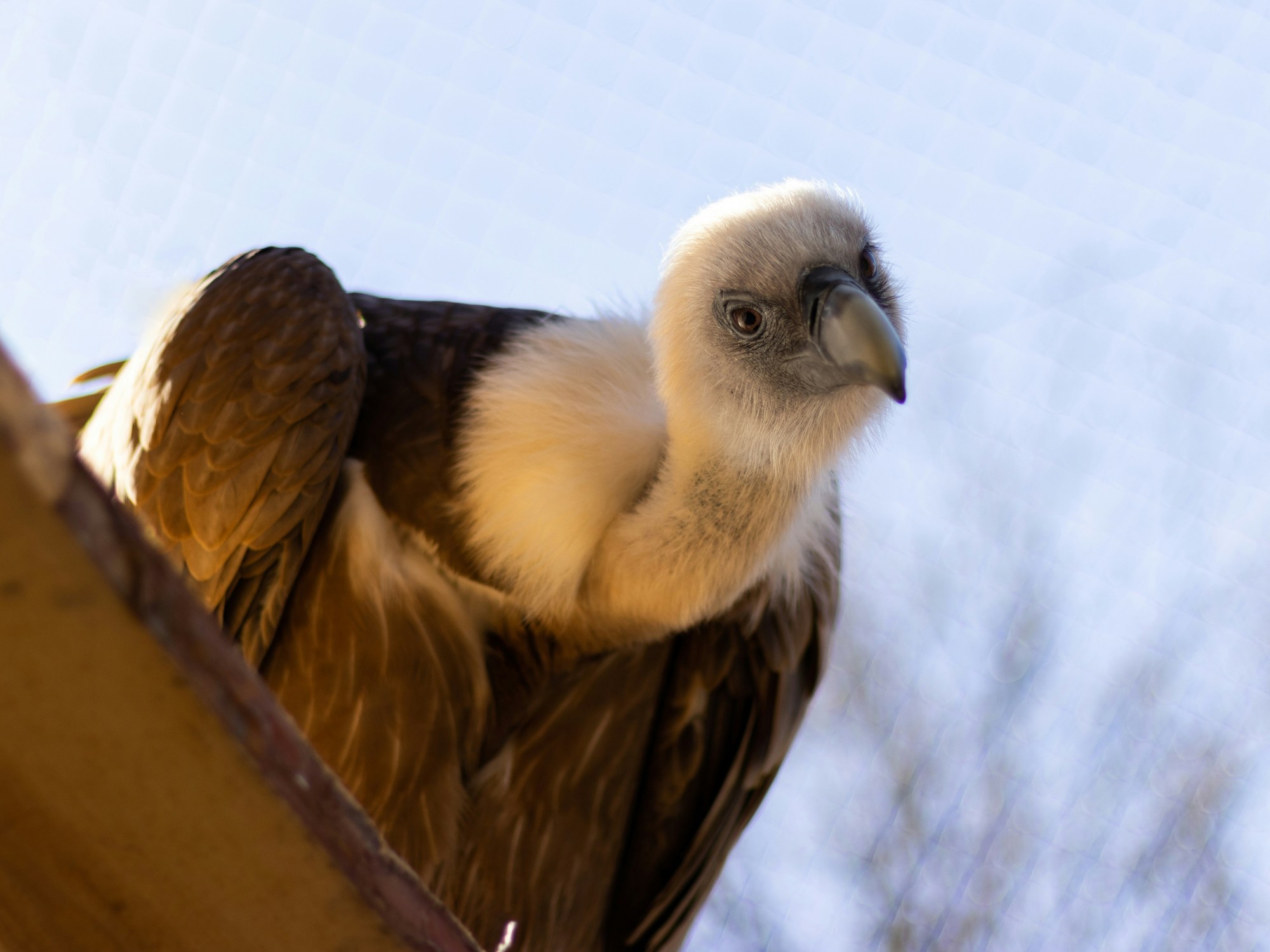 griffon vulture