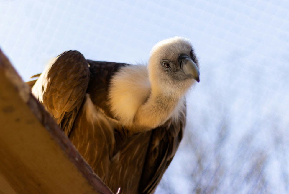 griffon vulture
